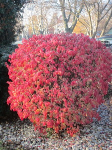  I have a fire bush!  I LOVE IT!!!  It is just beautiful and makes me so happy!