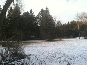come on snow!  Cant wait to see the deer in the yard and start enjoying winter!